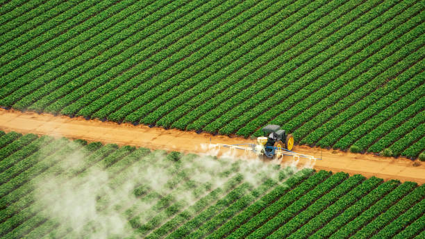Best Ant Control Services  in Chase, PA