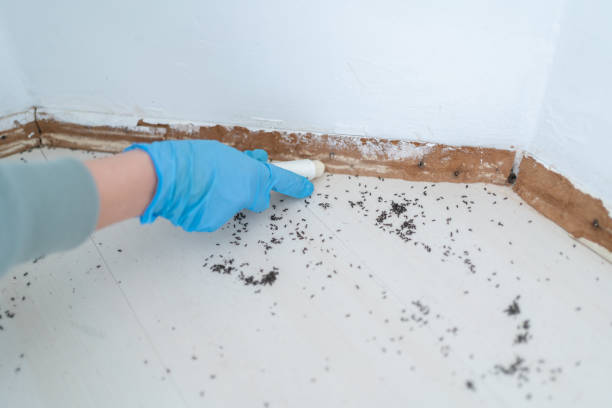 Best Emergency Pest Control  in Chase, PA